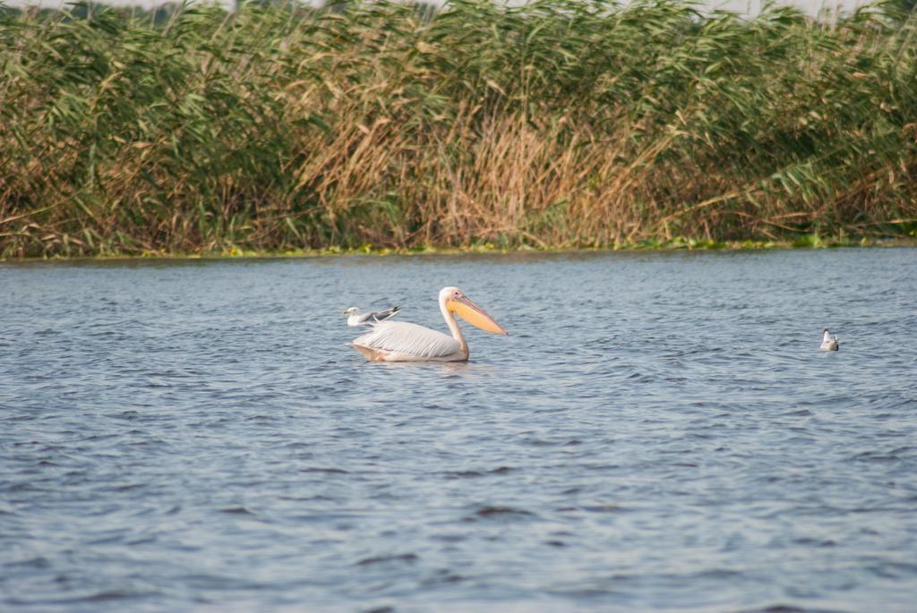 Delta Nature Resort Tulcsa Kültér fotó